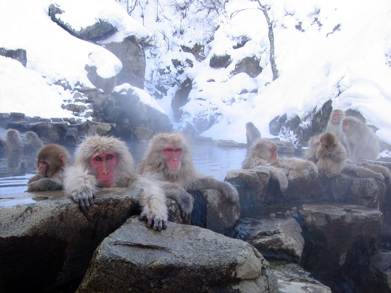 japan monkeys